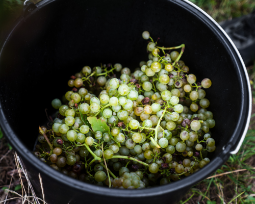 Creative teambuilding vinařství Horák