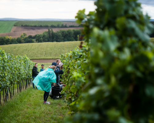 Creative teambuilding vinařství Horák