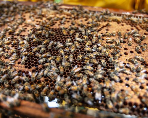 Creative teambuilding včelářství Annkas